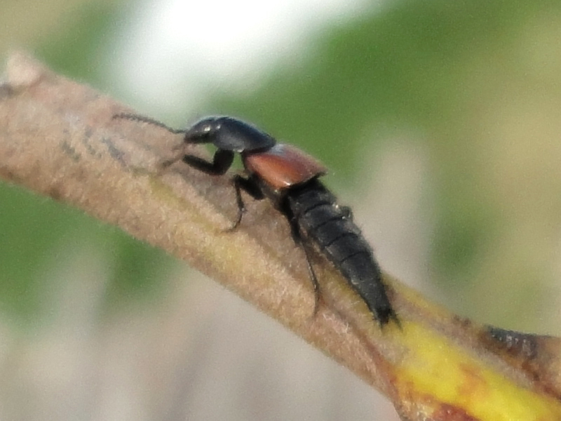 Staphylinidae, genera Philonthus